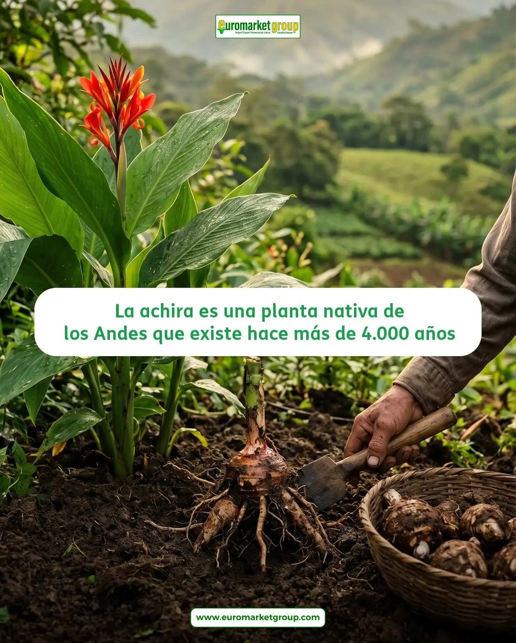 Achiras del Huila: el sabor tradicional de Colombia 3